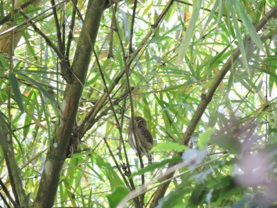 Barrett¸20180307_1128_Ferruginous Pygmy Owl.JPG
