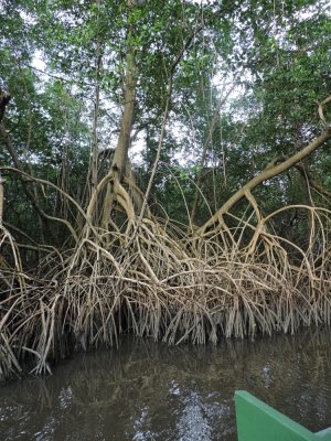 Barrett¸20180307_1644_01_Red Mangroves.JPG