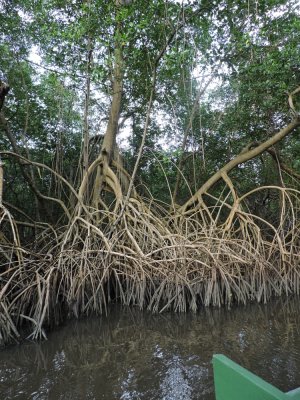 Barrett20180307_1644_01_Red Mangroves.JPG