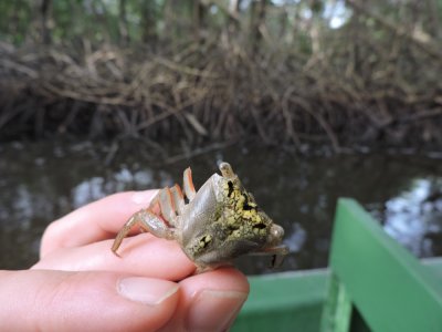 Barrett¸20180307_1654_Mangrove Crab.JPG