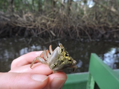 Barrett20180307_1654_Mangrove Crab.JPG