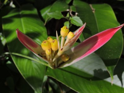 Barrett¸20180308_1448_Bird-of-Paradise flower.JPG