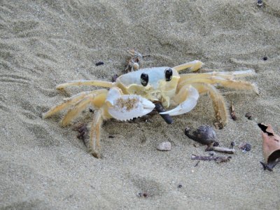 Barrett¸20180308_1802_Atlantic Ghost Crab.JPG