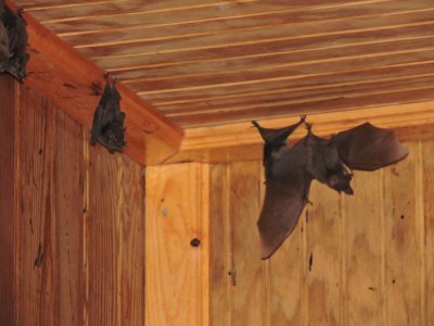 Barrett¸20180310_1037_Miller's Long-tongued Bats.JPG