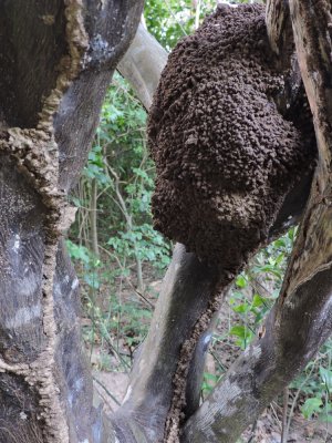 Barrett¸20180310_1701_Termite nest.JPG