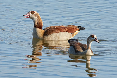 Oques egipcies (Alopochen aegyptiacus)