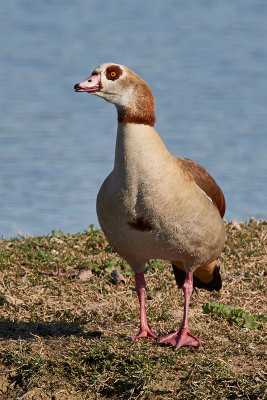 Oques egipcies (Alopochen aegyptiacus)