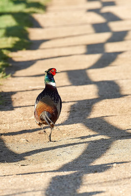 Fais  (Phasianus colchicus)