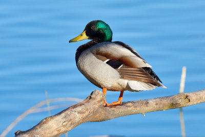 nec collverd (Anas platyrhynchos)