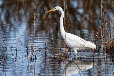 Agr blanc (Ardea alba)