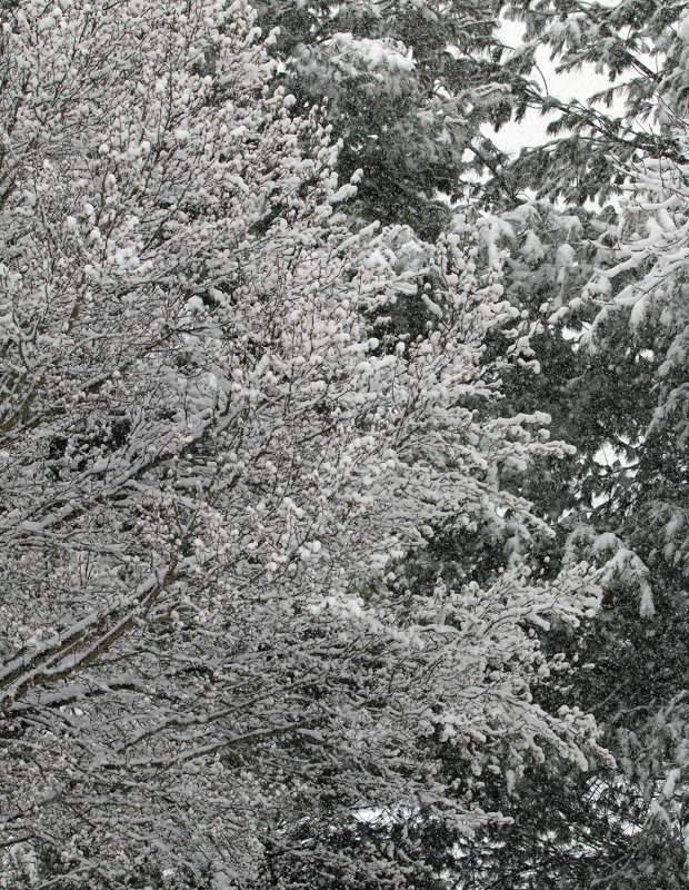 A Late Spring Snow Storm-Blacksburg, Virginia