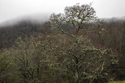 Clouds And Rain On The Blue Ridge Parkway Near Cherokee-A Moss Covered Tree