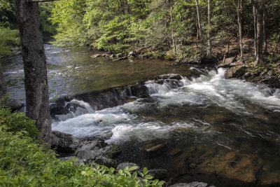 Spring Colors And Morning Light: West Prong Little Pigeon River