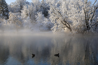 The Duck Pond: The Morning After A Snowstorm