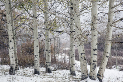 La Sal Mountain Snow, Utah