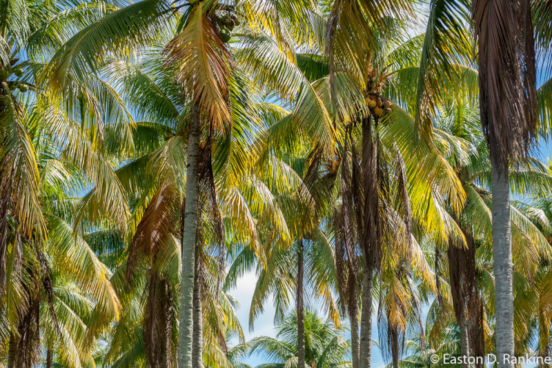 Coconut Palms II
