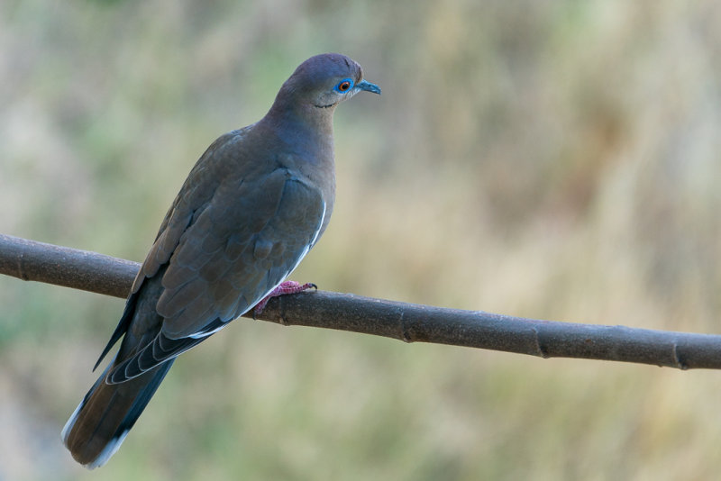 White-winged Dove