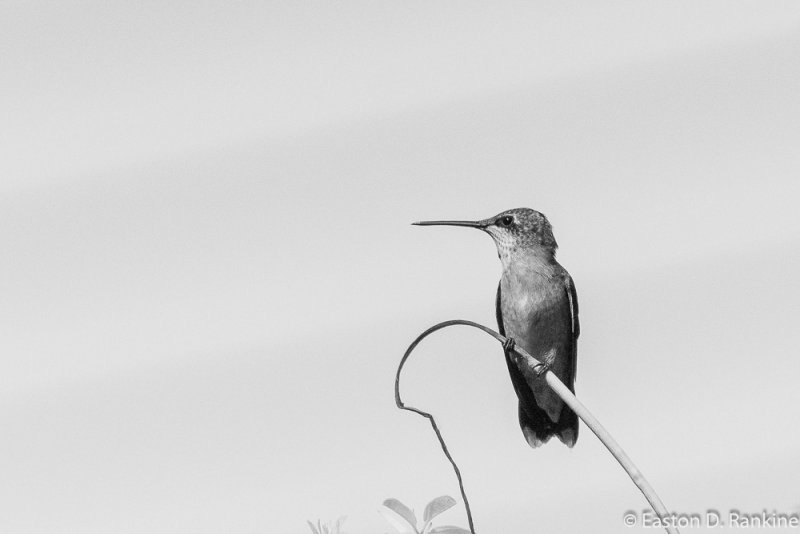 Hummer