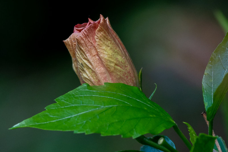 _DSC9316.jpg