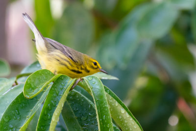 Prairie Warbler V