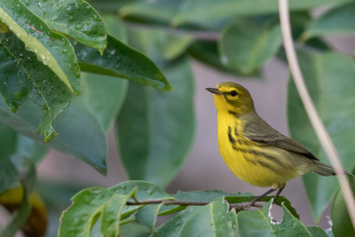 Prairie Warbler VI