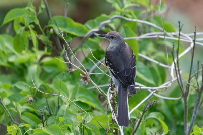 Northern Mockingbird