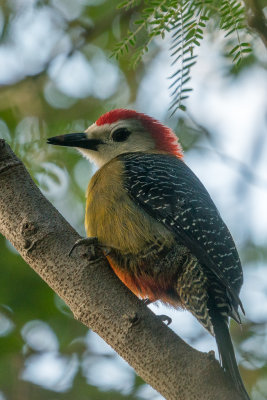 Jamaican Woodpecker (Melanerpes radiolatus) II