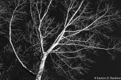 Winter Tree II