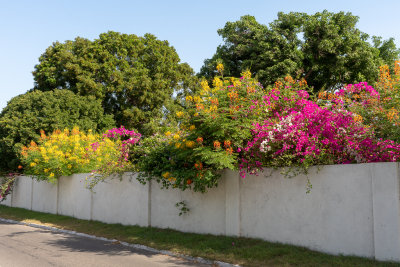 Profusion