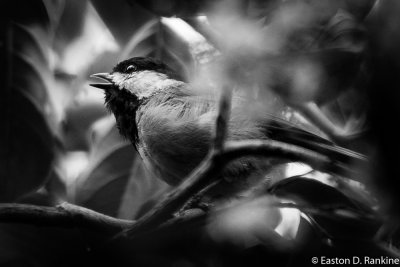 Chickadee