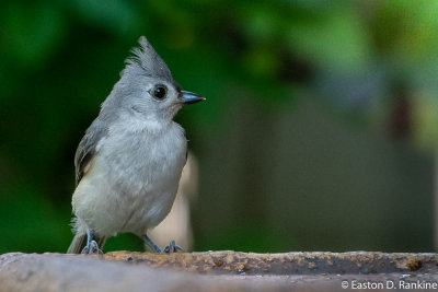 Tufted Titmouse II