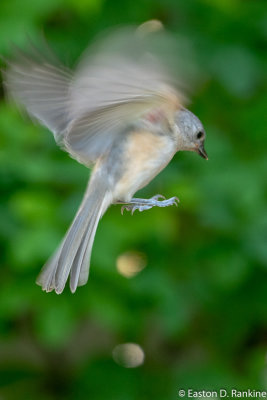 Tufted Titmouse I