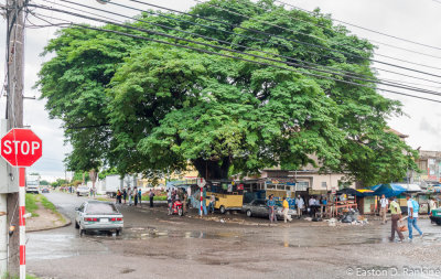 Guango Tree