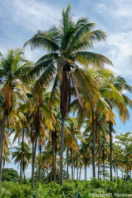 Coconut Palms I