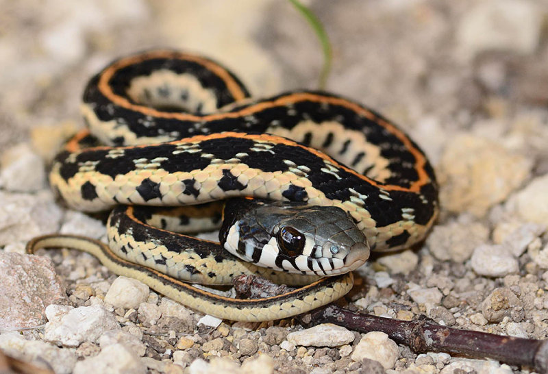 Black necked garter snake