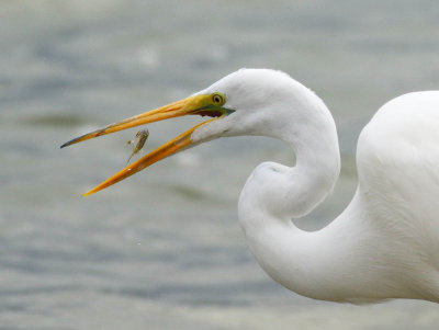 Great Egret