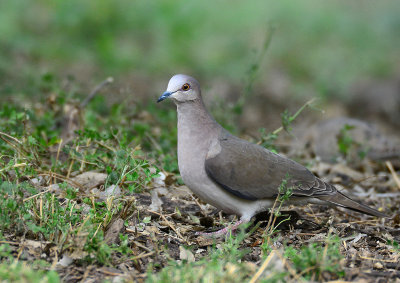 Whit Tipped Dove