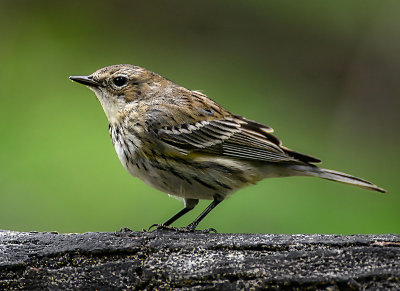 Yellow Rumped Warbler