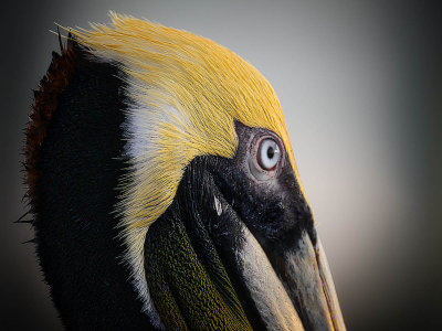 Brown pelican portrait