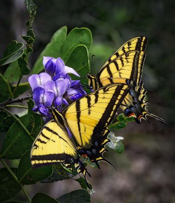 two-tailed swallowtail butterfly Kerr County Texas