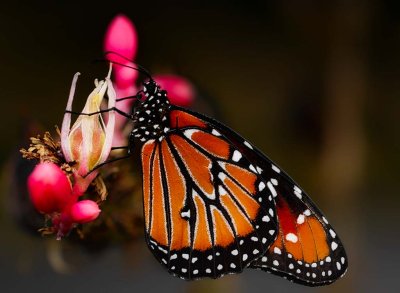 Queen butterfly on red yucca