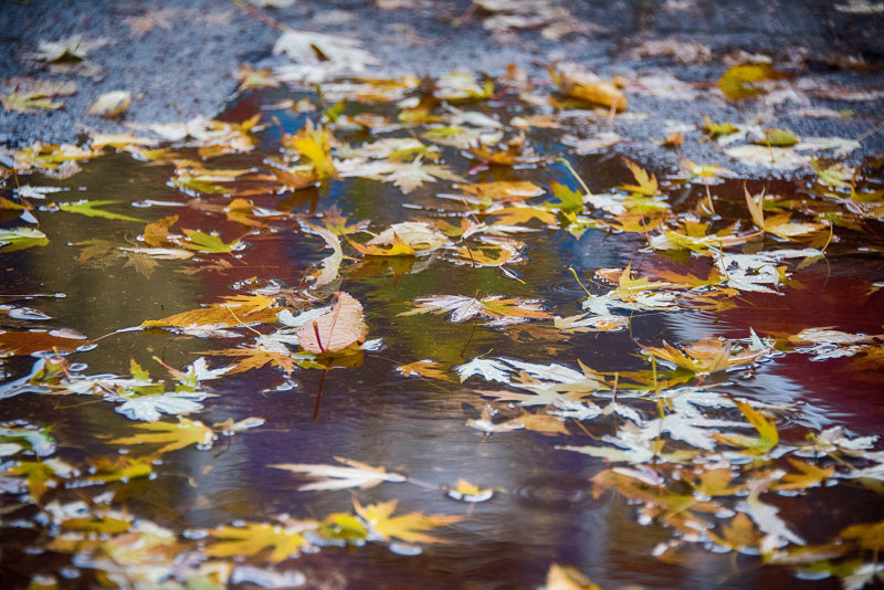 Autumn in Minsk