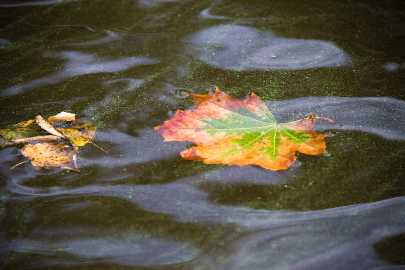 DSC_2862.jpg