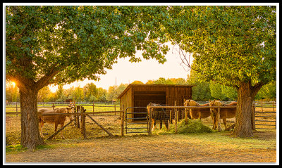 Horses in the farm.