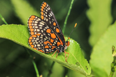 butterflies_caterpillars