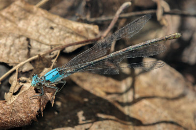 damselflies