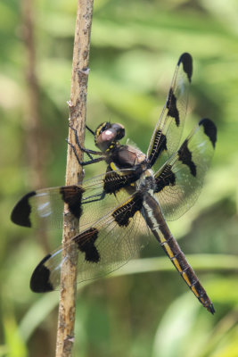 dragonflies