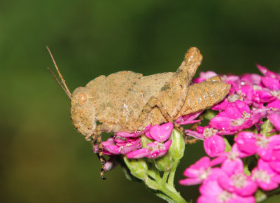 grasshoppers_katydids