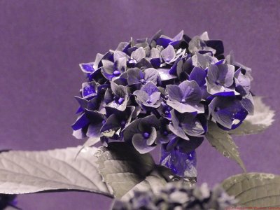 Hortensia_UV_P1730225_c.jpg