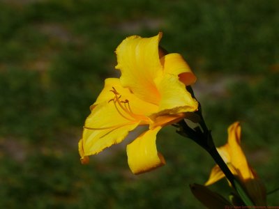 Hemerocallis_VIS_P1730645_c.jpg